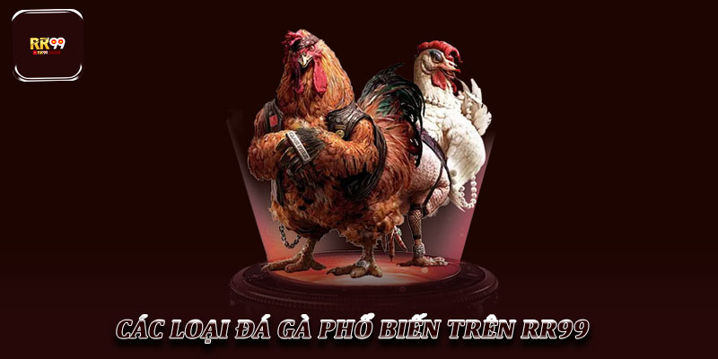 Đá Gà RR99 - Nền Tảng Chọi Gà Trực Tuyến Đỉnh Cao 2025 3 Các Loại Đá Gà Phổ Biến Trên RR99