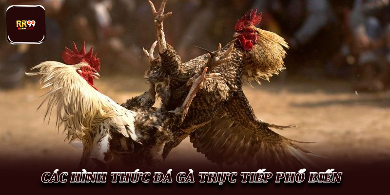 Đá gà trực tiếp – Hình thức giải trí hấp dẫn được ưa chuộng 2 Các hình thức đá gà trực tiếp phổ biến