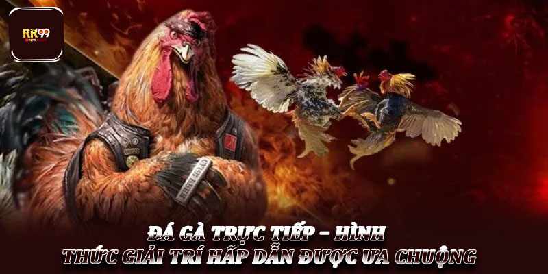 Đá gà trực tiếp – Hình thức giải trí hấp dẫn được ưa chuộng 1 Đá gà trực tiếp – Hình thức giải trí hấp dẫn được ưa chuộng