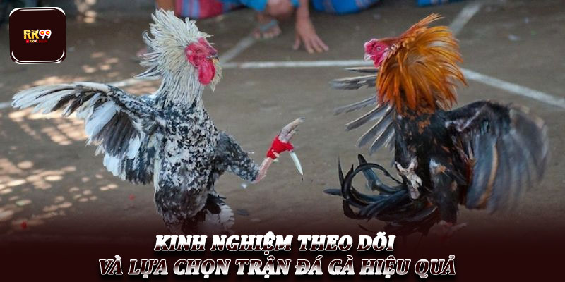 Đá gà trực tiếp – Hình thức giải trí hấp dẫn được ưa chuộng 4 Kinh nghiệm theo dõi và lựa chọn trận đá gà hiệu quả