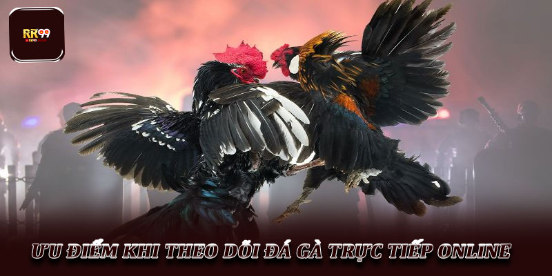 Đá gà trực tiếp – Hình thức giải trí hấp dẫn được ưa chuộng 3 Ưu điểm khi theo dõi đá gà trực tiếp online